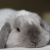 Profile picture of dudley'smum