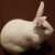 Profile picture of Binkingblazie