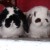 Profile picture of We Luv Our Rabbitino's