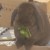 Profile picture of Missmybunny