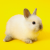 Profile picture of Bunny lover