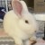 Profile picture of TofuBunnyFooFoo