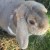Profile picture of Hopper