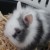 Profile picture of milkaa