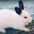 Profile picture of Snowy the bunny