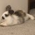 Profile picture of BritishBuns