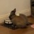 Profile picture of SophieBunny