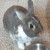 Profile picture of Gimili Muttonchops