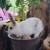 Profile picture of Bungee