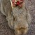 Profile picture of Honeyythebunyy