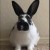 Profile picture of MooTheBun