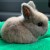 Profile picture of CountryBunni