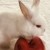 Profile picture of 00Snow_the_bunbun00