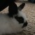 Profile picture of Bun