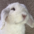 Profile picture of Bunbunslixe