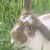 Profile picture of Liarobins