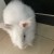 Profile picture of Wong