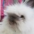 Profile picture of Frostedbunny