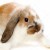 Profile picture of ChloeTheCrazyBunnyGirl