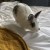 Profile picture of CharleneX