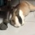 Profile picture of bluey