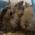 Profile picture of MyLilBunBuns