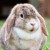 Profile picture of Bunbun♡