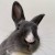 Profile picture of Floofybuns