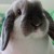 Profile picture of LRabbitry