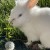 Profile picture of FurMama84