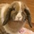 Profile picture of Cocoa’s Mommy