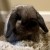 Profile picture of Bunnymom828