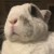 Profile picture of Fern