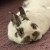 Profile picture of Cadbury