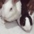 Profile picture of Naijapetrabbits
