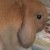 Profile picture of Brownie