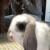 Profile picture of daisysmum