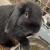 Profile picture of oliverthebunny22
