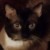 Profile picture of Allskysone