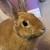 Profile picture of Yoshibun