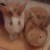 Profile picture of Honeeybun