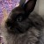 Profile picture of Bruce