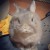 Profile picture of Susan and Mr Bunny
