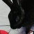Profile picture of maple!
