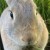 Profile picture of Sequoia