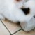 Profile picture of Victor the bunbun