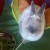 Profile picture of Rashi