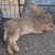 Profile picture of Bunniegirl