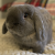Profile picture of OlivertheBunster