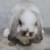 Profile picture of Biscuit The Lop